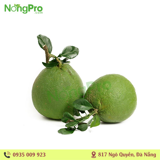 Bưởi da xanh Hiếu Liêm (100g)