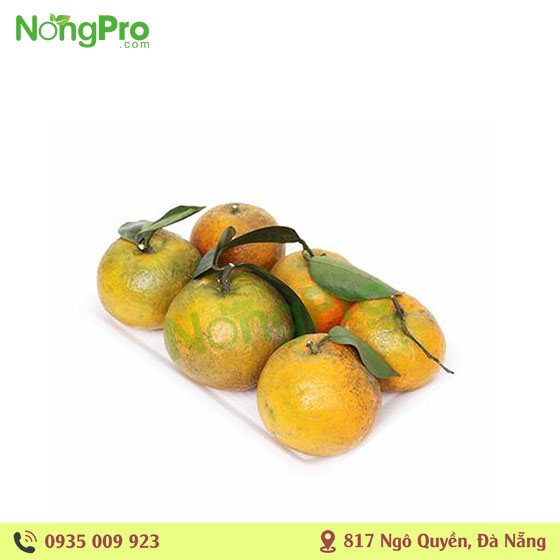 Cam Vinh (100g)