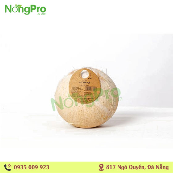 Dừa xiêm gáo tròn Viconut