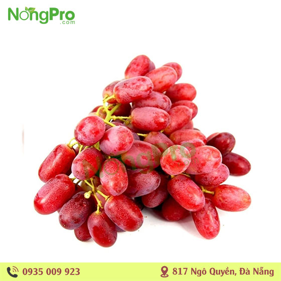 Nho đỏ úc (100g)