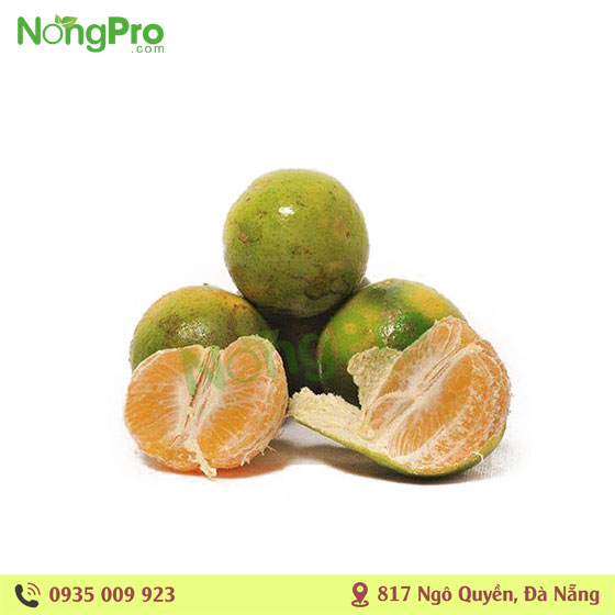 Quýt Rẫy (100g)