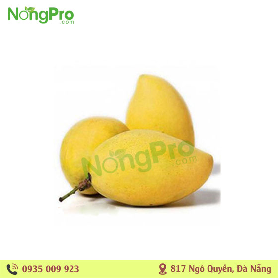 Xoài cát chu Cao Lãnh (100g)