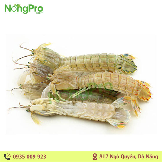 Bề Bề (tôm tít) bóc nõn thịt 500g