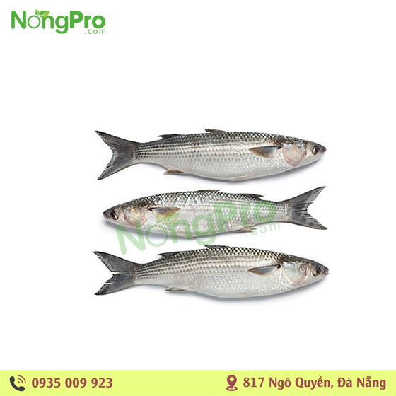 Cá Đối thiên nhiên (100g)