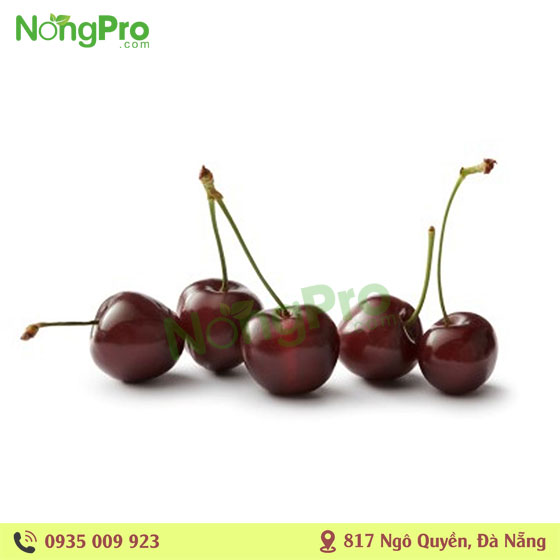 Cherry úc (100g)