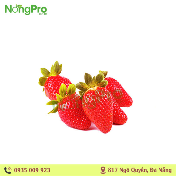 Dâu Tây Giốngs Nhật Size C