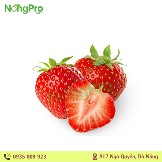 Dâu tây Đà Lạt giống Nhật Sze A