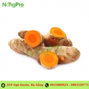 Nghệ tươi (100g)