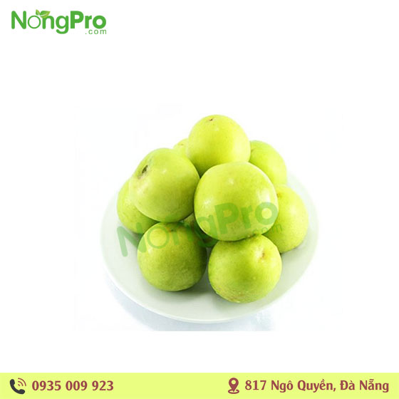 Táo Gió Ninh Thuận (100g)